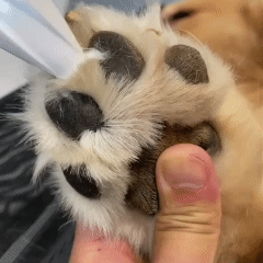 Pawsy Szőrápoló Trimmer